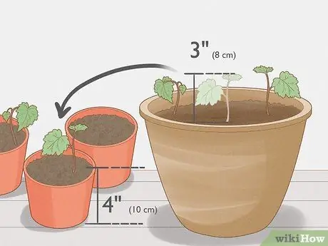 Выращивание винограда из семян Шаг 7