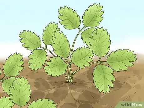 Чернослив с клубникой Шаг 1