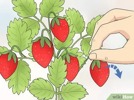 Чернослив с клубникой Шаг 10