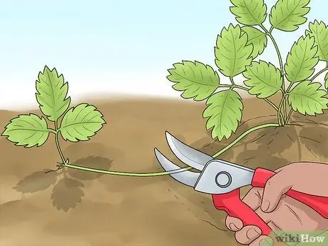 Чернослив с клубникой Шаг 7
