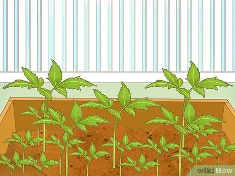 Защитите свой сад в суровое лето Шаг 13