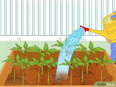 Защитите свой сад в суровое лето Шаг 5