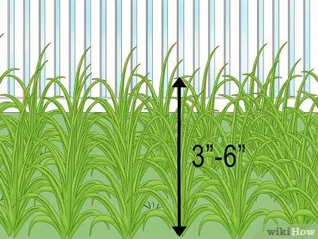 Защитите свой сад суровым летом Шаг 6