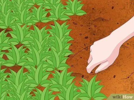 Защитите свой сад суровым летом Шаг 7