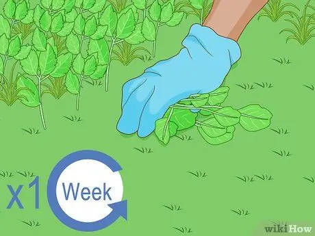 Защитите свой сад в суровое лето Шаг 8