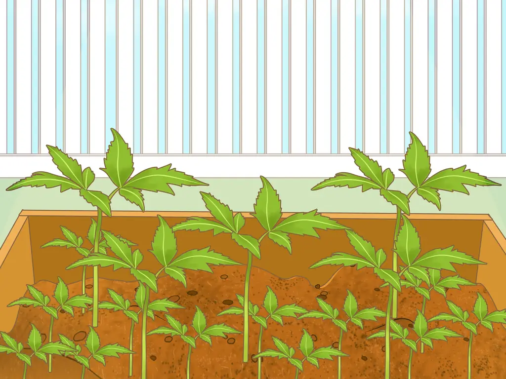 Как защитить свой сад суровым летом: 13 шагов