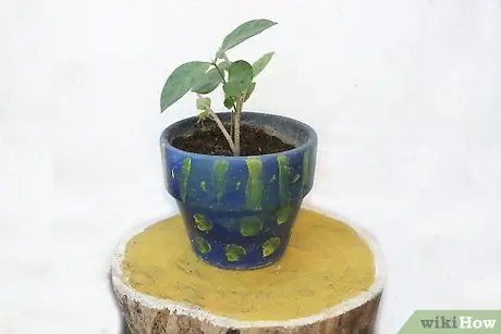 Используйте фитили для полива растений Шаг 1