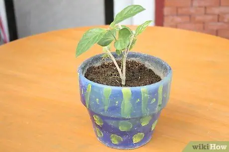 Используйте фитили для полива растений, шаг 2