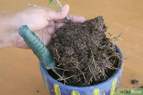 Используйте фитили для полива растений Шаг 6