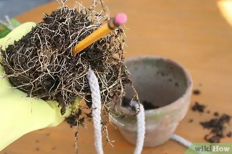 Используйте фитили для полива растений Шаг 7