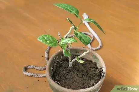 Используйте фитили для полива растений Шаг 8