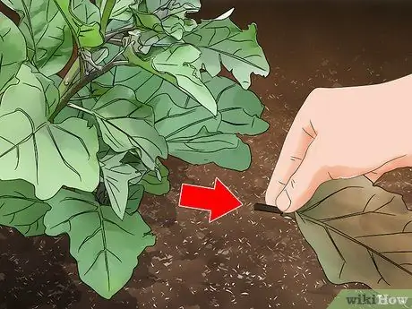 Чернослив из баклажанов, шаг 2