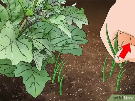 Чернослив из баклажанов, шаг 3