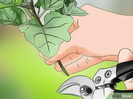 Чернослив из баклажанов, шаг 5