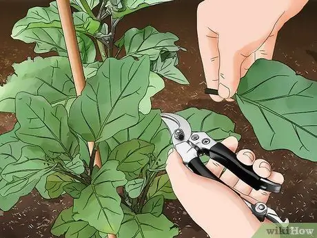 Чернослив из баклажанов, шаг 7