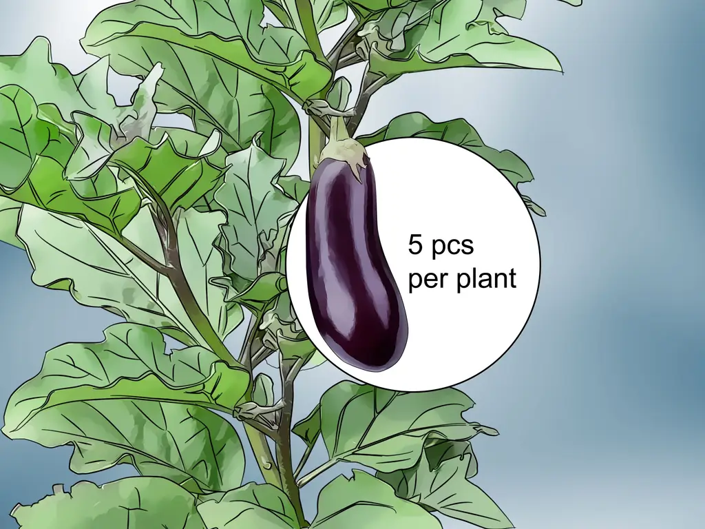 Как обрезать баклажаны: 10 шагов (с иллюстрациями)