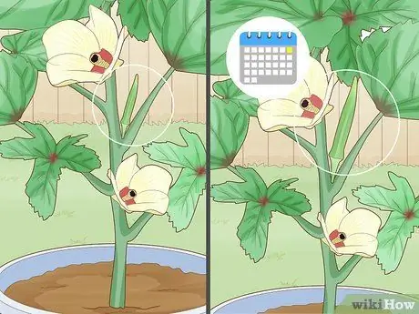 Выращиваем бамию в горшках Шаг 11