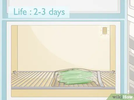 Выращиваем бамию в горшках Шаг 14