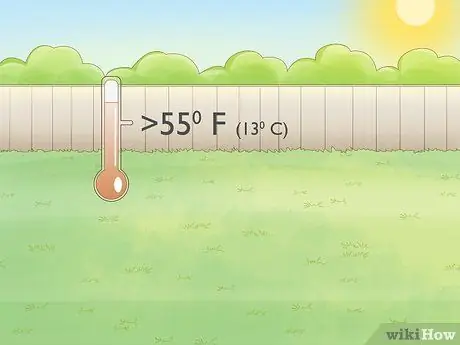 Выращивайте бамию в горшках, шаг 3