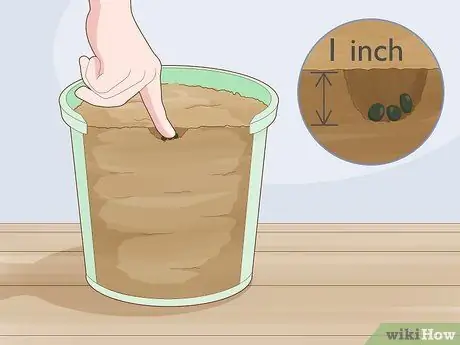 Выращивайте бамию в горшках, шаг 4