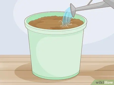 Выращивайте бамию в горшках, шаг 5