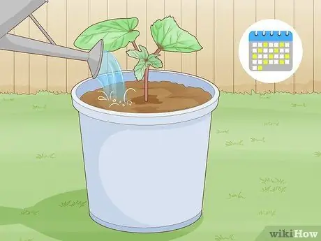 Выращивайте бамию в горшках, шаг 7