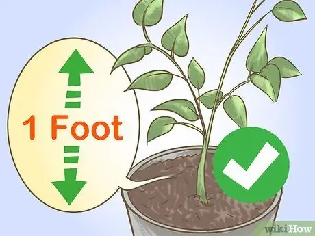 Чернослив, перец, шаг 2