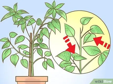 Саженцы перца чернослив Шаг 4