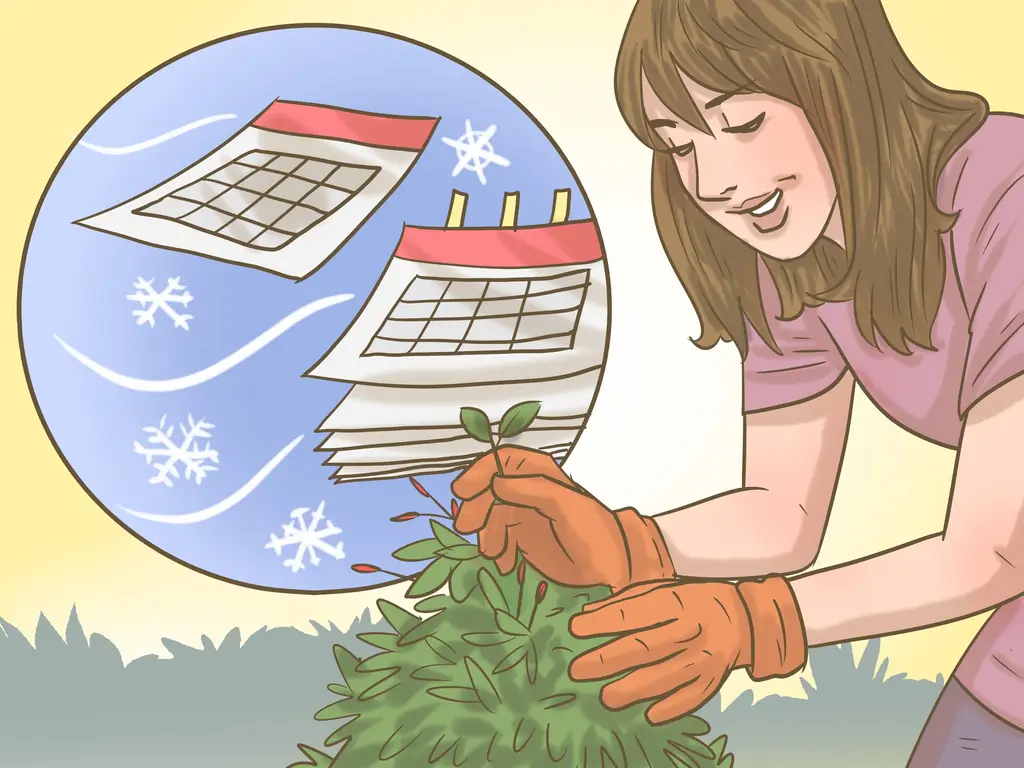 Как обрезать перец: 7 шагов (с иллюстрациями)