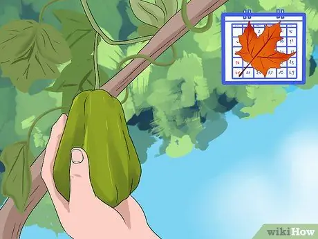 Выращивание лозы чоко Шаг 7