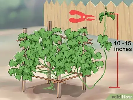 Выращивание лозы чоко Шаг 12