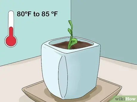 Выращивание лозы чоко, шаг 3