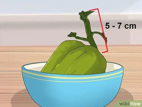 Выращивание лозы чоко, шаг 2