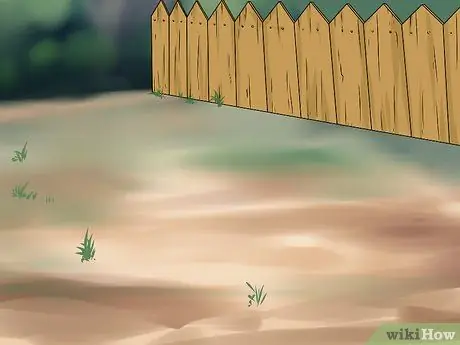 Выращивание лозы чоко, шаг 3