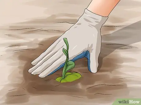 Выращивание лозы чоко, шаг 5