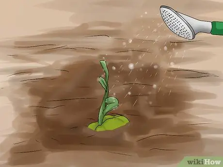 Выращивание лозы чоко Шаг 6