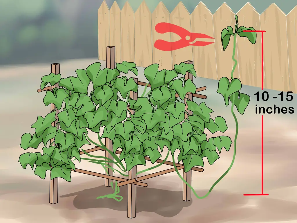 Как вырастить лозу чоко: 12 шагов (с иллюстрациями)