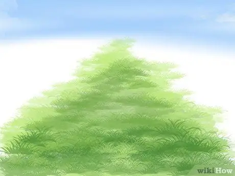 Посадить лужайку из столонов Шаг 13