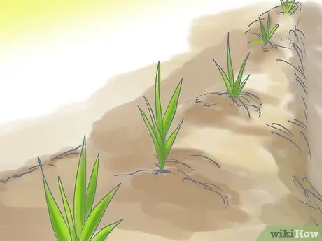 Посадить газон из столонов Шаг 9