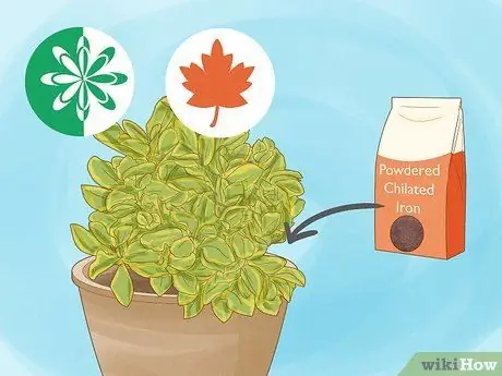 Give Растения Железо Шаг 7