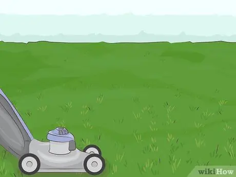 Растение Zoysia Plugs Шаг 1