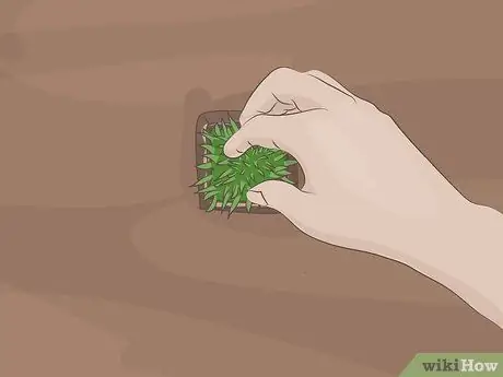 Сажайте вилки Zoysia Шаг 10