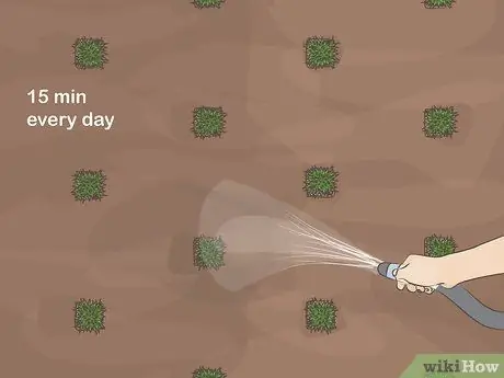 Сажайте вилки Zoysia Шаг 11