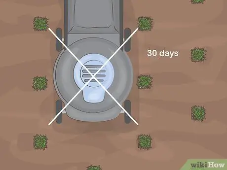 Сажайте вилки Zoysia Шаг 12