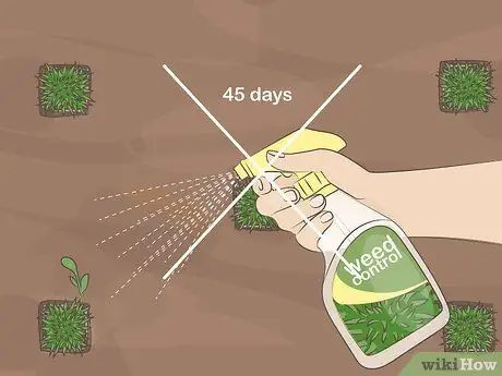 Сажайте вилки Zoysia Шаг 13