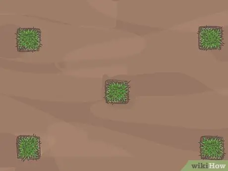 Сажайте вилки Zoysia Шаг 9