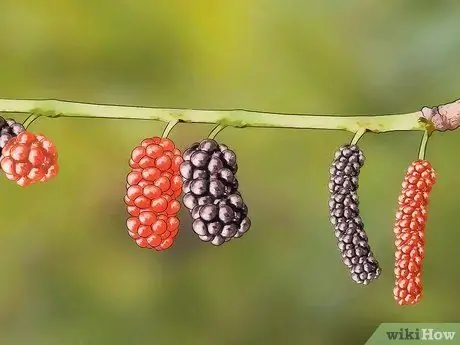 Уход за шелковицей Шаг 1