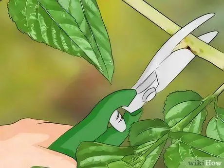 Уход за тутовым деревом Шаг 11