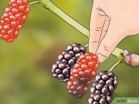 Уход за шелковицей Шаг 12