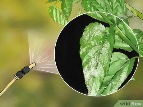 Уход за тутовым деревом Шаг 13